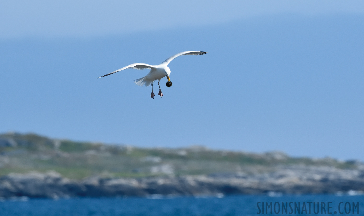 Larus smithsonianus [380 mm, 1/4000 sec at f / 8.0, ISO 1600]